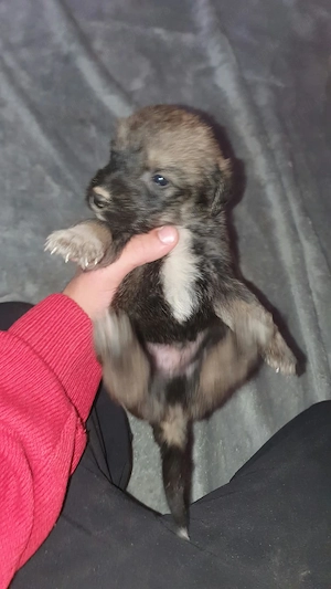 Pui metiș de Schnauzer Uriaș spre adopție   dresat la cerere - imagine 3