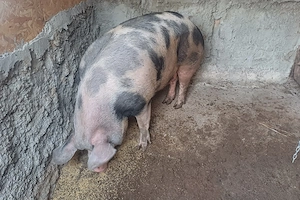Purcea. 200 kg porc romanesc. De țară 