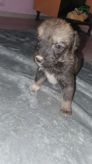 Pui metiș de Schnauzer Uriaș spre adopție   dresat la cerere - imagine 2