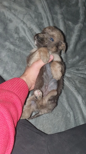 Pui metiș de Schnauzer Uriaș spre adopție   dresat la cerere - imagine 2