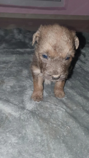 Pui metiș de Schnauzer Uriaș spre adopție   dresat la cerere