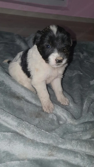 Pui metiș de Schnauzer Uriaș spre adopție   dresat la cerere