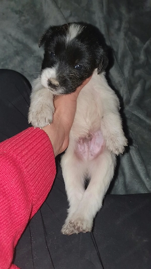 Pui metiș de Schnauzer Uriaș spre adopție   dresat la cerere - imagine 2