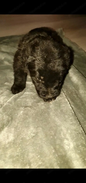 Pui metiș de Schnauzer Uriaș spre adopție   dresat la cerere - imagine 2