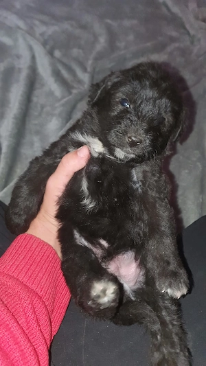 Pui metiș de Schnauzer Uriaș spre adopție   dresat la cerere