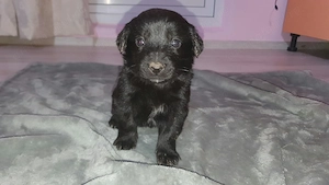 Pui metiș de Schnauzer Uriaș spre adopție   dresat la cerere - imagine 2