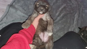 Pui metiș de Schnauzer Uriaș spre adopție   dresat la cerere - imagine 2