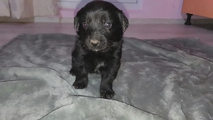Pui metiș de Schnauzer Uriaș spre adopție   dresat la cerere