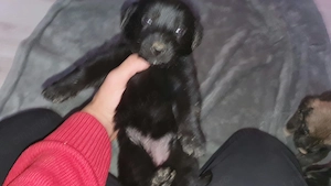 Pui metiș de Schnauzer Uriaș spre adopție   dresat la cerere - imagine 3