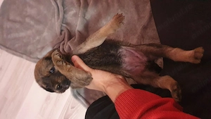 Pui metiș de Schnauzer Uriaș spre adopție   dresat la cerere - imagine 2