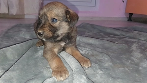 Pui metiș de Schnauzer Uriaș spre adopție   dresat la cerere