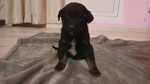 Pui metiș de Schnauzer Uriaș spre adopție   dresat la cerere   