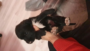 Pui metiș de Schnauzer Uriaș spre adopție   dresat la cerere    - imagine 2
