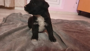 Pui metiș de Schnauzer Uriaș spre adopție   dresat la cerere   