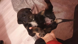 Pui metiș de Schnauzer Uriaș spre adopție   dresat la cerere    - imagine 2