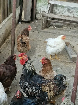 Cocosi de vanzare pentru prasila - 100lei bucata - imagine 2