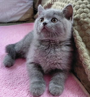 British shorthair