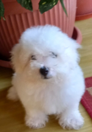 Pui Bichon Maltez 8 saptamâni - imagine 2