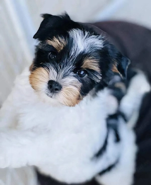 Bichon havanez talie mica 