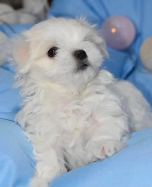 Băiețel bichon maltez mini