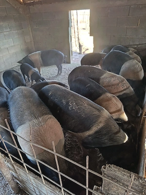 Scrofiț bazna cu origine, de vânzare!