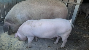 Vând scroafă rasa Duroc 350 -400 kg . - imagine 4
