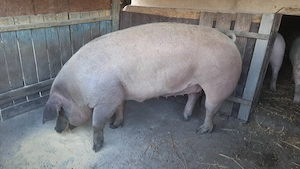 Vând scroafă rasa Duroc 350 -400 kg . - imagine 5