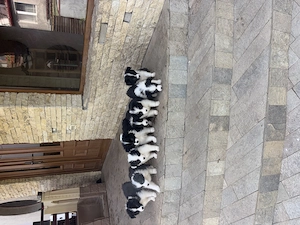 Catei Border Collie