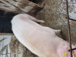 Vind porc crescut la curte 