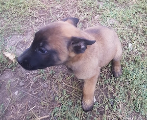 Pui malinois - imagine 2