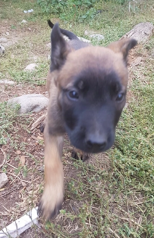 Pui malinois - imagine 3