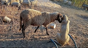 Vând femela ciobanesc kangal 