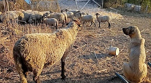Vând femela ciobanesc kangal 