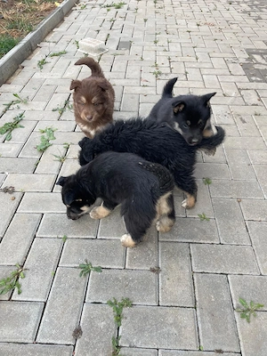Donez căței 