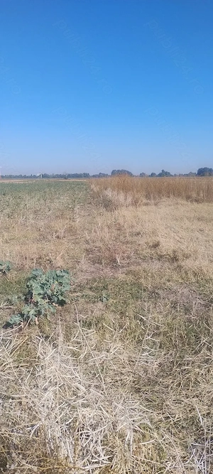 1250 mp teren intravilan arabil Măgurele Ilfov, 9 euro mp - imagine 5