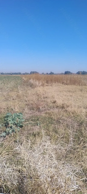 1250 mp teren intravilan arabil Măgurele Ilfov, 9 euro mp - imagine 7