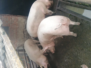 Vând porci de carne rasa pic - imagine 2