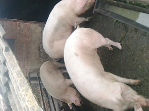 Vând porci de carne rasa pic - imagine 3