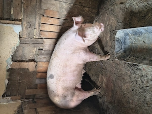 Porci de carne de vânzare  - imagine 3