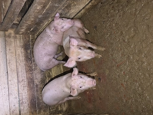 Porci de carne de vânzare 