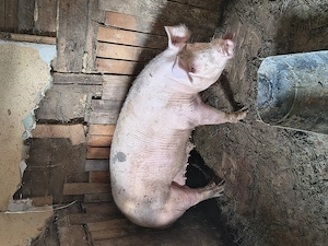 Porci de carne de vânzare  - imagine 4