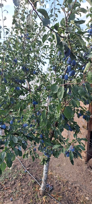 Vand tuica amestec fructe