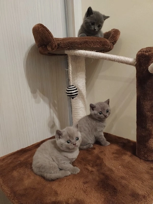 British shorthair ultimul pui disponibil - imagine 2