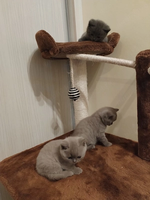 British shorthair 