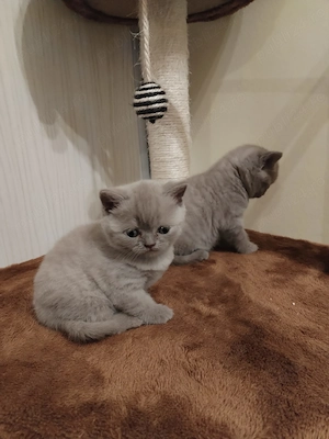 British shorthair ultimul pui disponibil - imagine 3