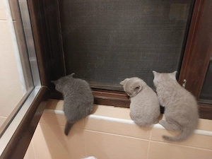 British shorthair ultimul pui disponibil - imagine 4