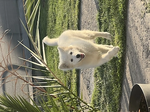 Pui de Samoyed de vânzare  - imagine 2