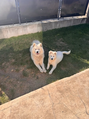 Pui de Samoyed de vânzare  - imagine 3