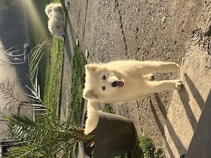Pui de Samoyed de vânzare 