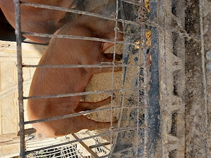 Scrofita duroc de vanzare 